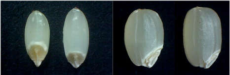 일반 쌀(왼쪽)과 큰눈영양쌀인 '서농17호'. 서농17호는 기존 쌀에 비해 영양분이 모여있는 쌀눈의 크기가 3배 이상 크고 도정과정에서도 잘 떨어지지 않도록 개발된 신품종이다. 사진= CJ제일제당 제공